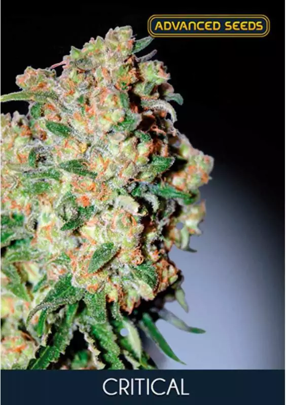 CRITICAL ADVANCED SEEDS