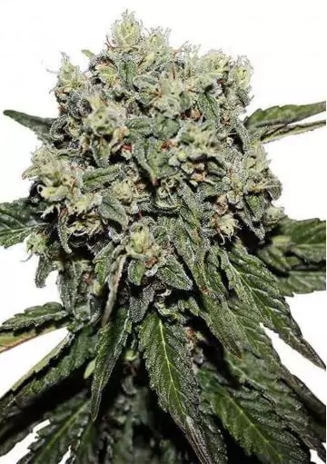 HARD DIESEL