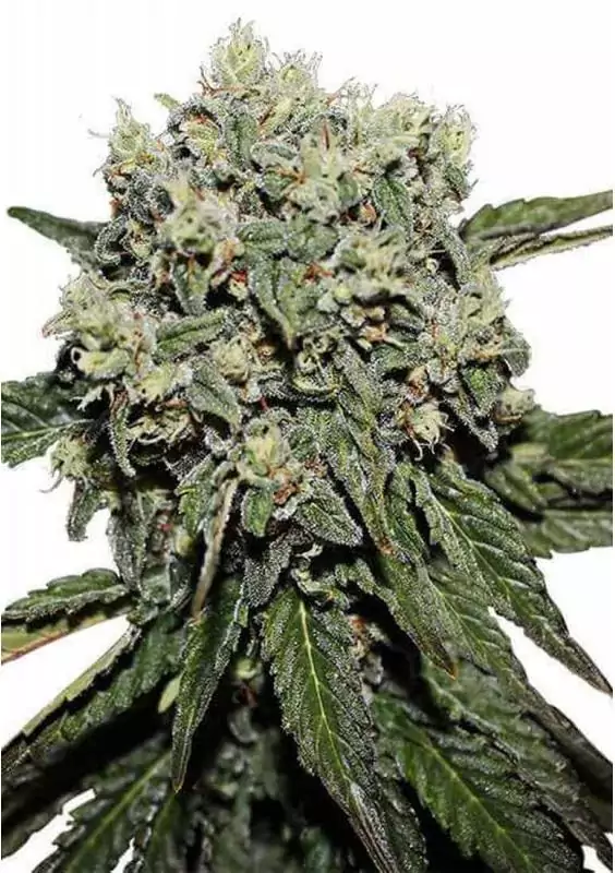 HARD DIESEL