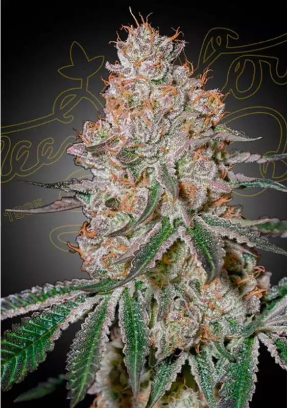 HIGHCLOUDZ