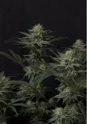 FAST BUDS GG4 SHERBET FF