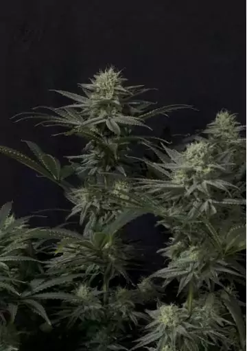 FAST BUDS GG4 SHERBET FF