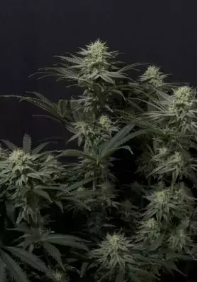 GG4 SHERBET FF
