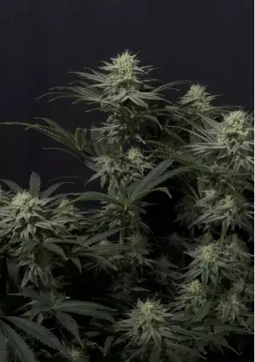 GG4 SHERBET FF