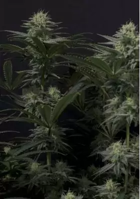 GG4 SHERBET FF FAST BUDS