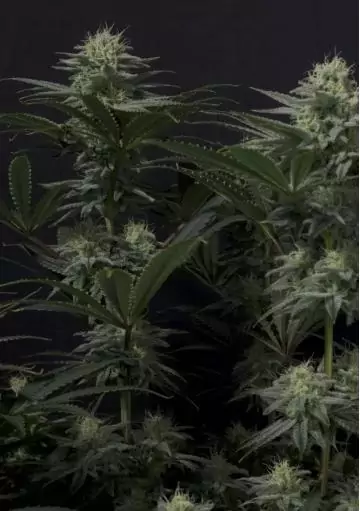 GG4 SHERBET FF FAST BUDS