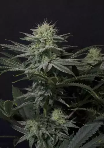 GG4 SHERBET FF FAST FLOWERING
