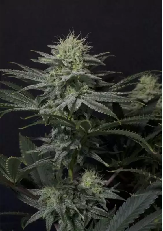 GG4 SHERBET FF FAST FLOWERING