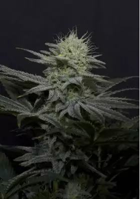 GG4 SHERBET FF SEMILLAS