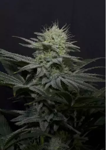 GG4 SHERBET FF SEMILLAS