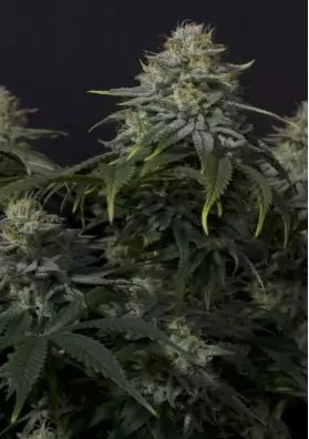 GORILLA COOKIES FF SEMILLAS