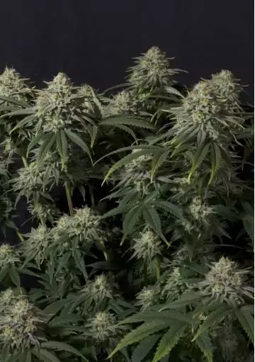GORILLA COOKIES FF BARATA