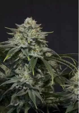FAST BUDS GORILLA COOKIES FF