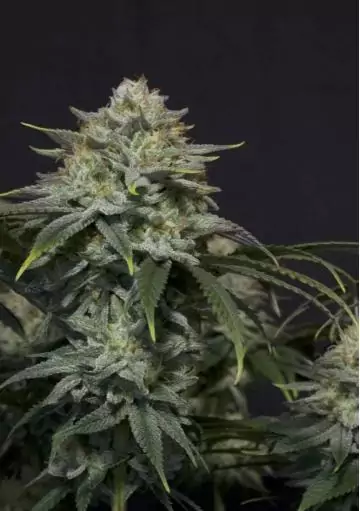 FAST BUDS GORILLA COOKIES FF