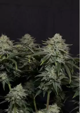 GORILLA COOKIES FF FAST BUDS