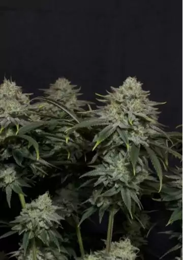 GORILLA COOKIES FF FAST BUDS