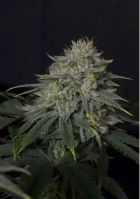 GORILLA COOKIES FF