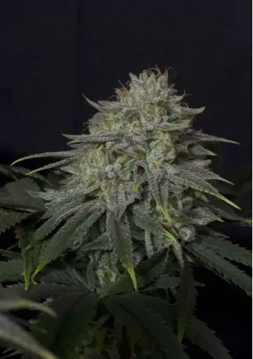 GORILLA COOKIES FF