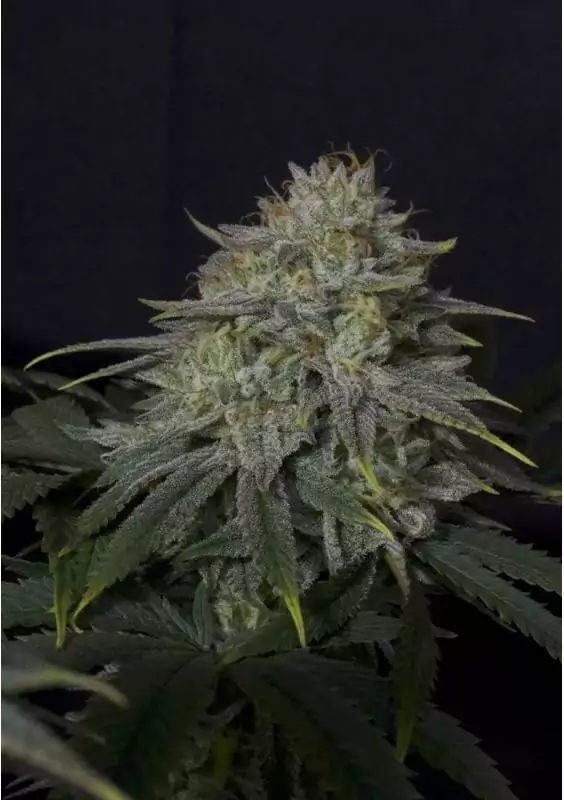 GORILLA COOKIES FF