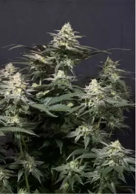 PURPLE LEMONADE FF