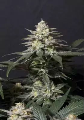 PURPLE LEMONADE FF FAST BUDS