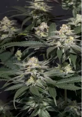 FAST BUDS PURPLE LEMONADE FF