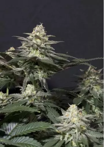 SEMILLAS PURPLE LEMONADE FF