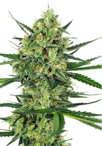 TANGERINE SUGAR