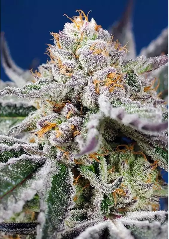 ORANGE APRICOT GLUE XL AUTO