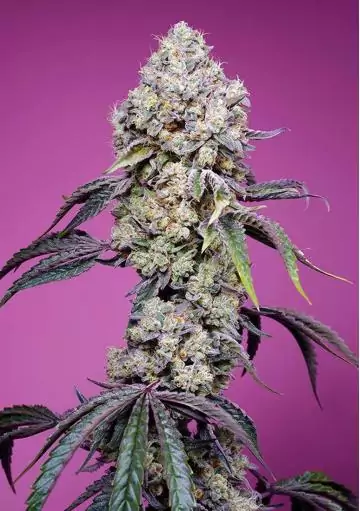 SWEET MANDARINE ZKITTLEZ FAST VERSION