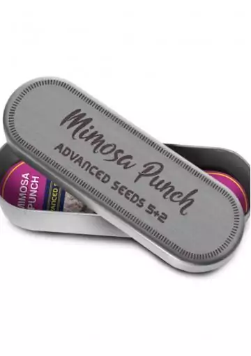 MIMOSA PUNCH