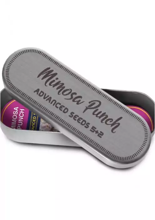 MIMOSA PUNCH