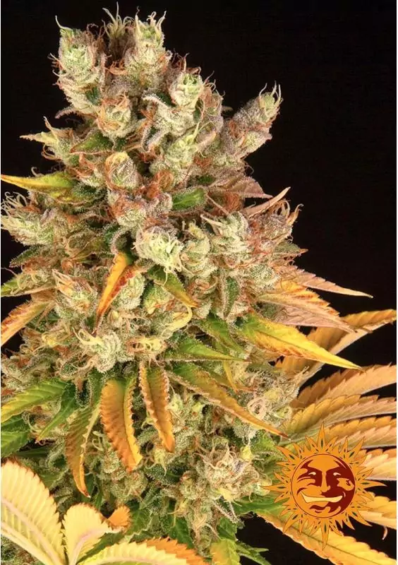 GMO