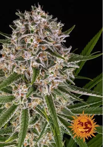 LEMON HAZE AUTO