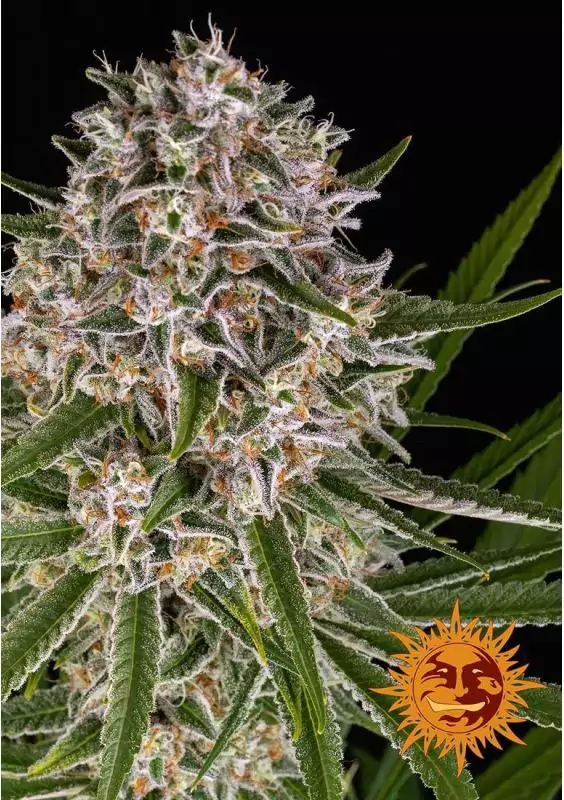 LEMON HAZE AUTO