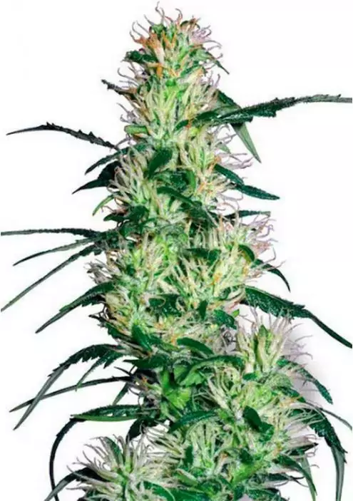 PURPLE HAZE 1