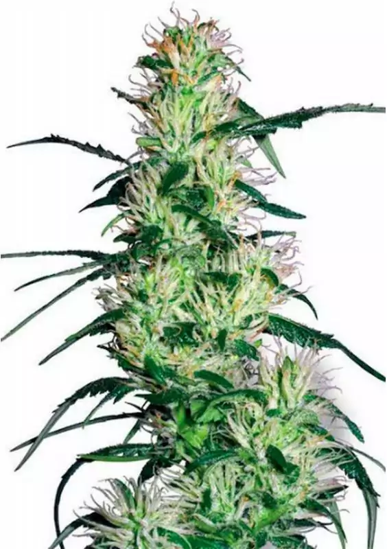 PURPLE HAZE 1