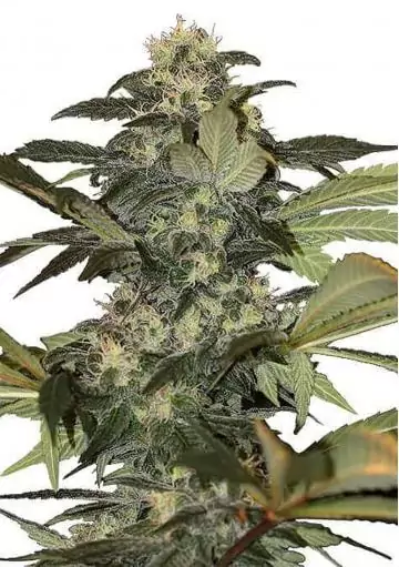EARLY SKUNK