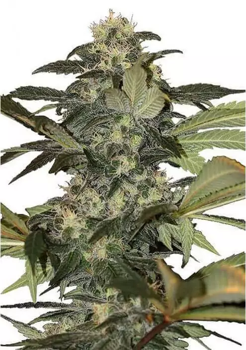 EARLY SKUNK