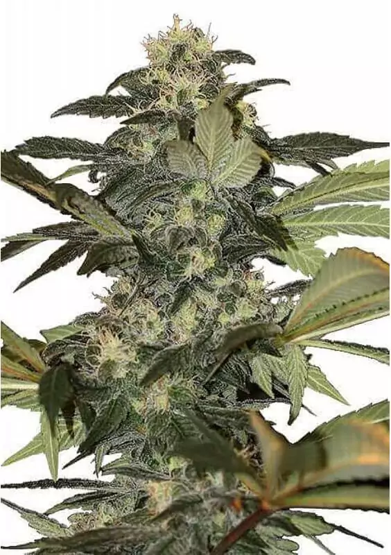 EARLY SKUNK