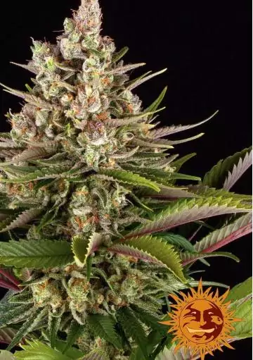 SOUR STRAWBERRY