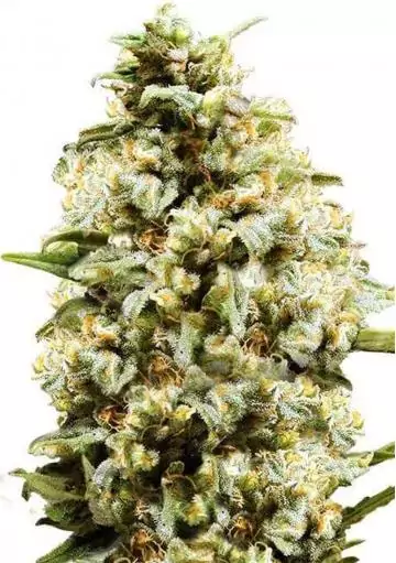 AUTO CRITICAL