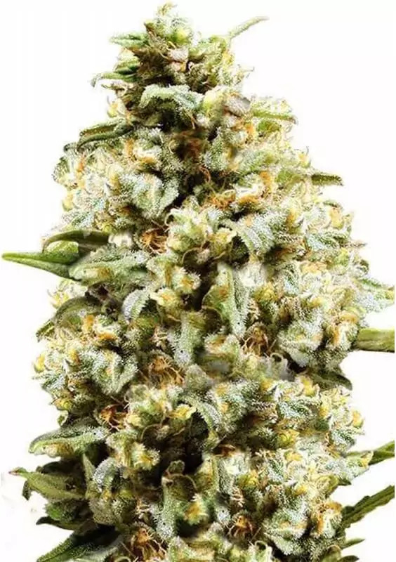 AUTO CRITICAL