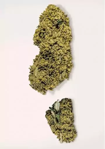 COOKIES CBD