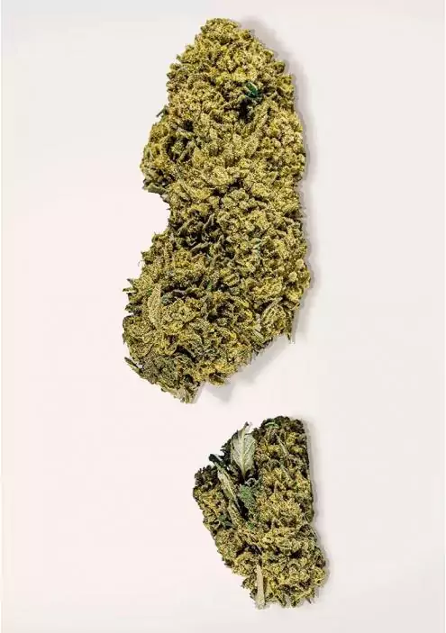 COOKIES CBD