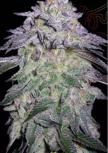 Nori Cake de Green House Seeds