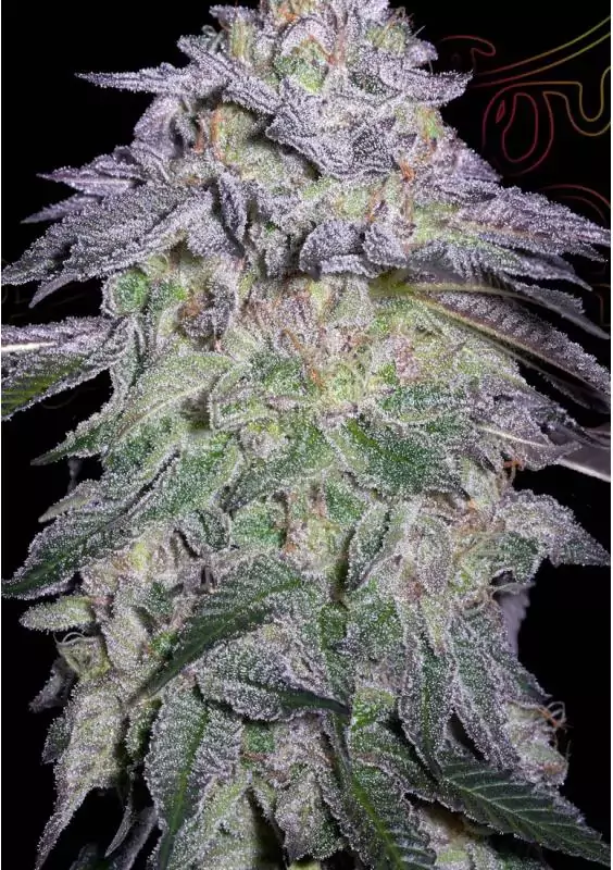 Nori Cake de Green House Seeds