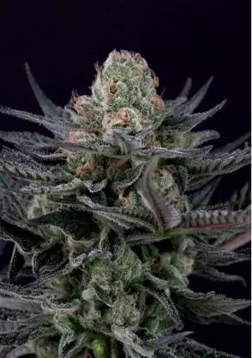 Caramba by Paradise Seeds