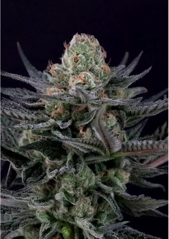 Caramba by Paradise Seeds