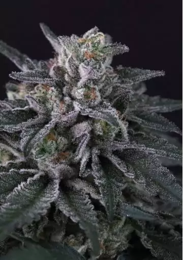Gulupa by Paradise Seeds